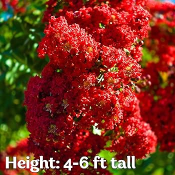 Amazon.com : KVITER 35 Red Crepe Myrtle Tree Seeds for